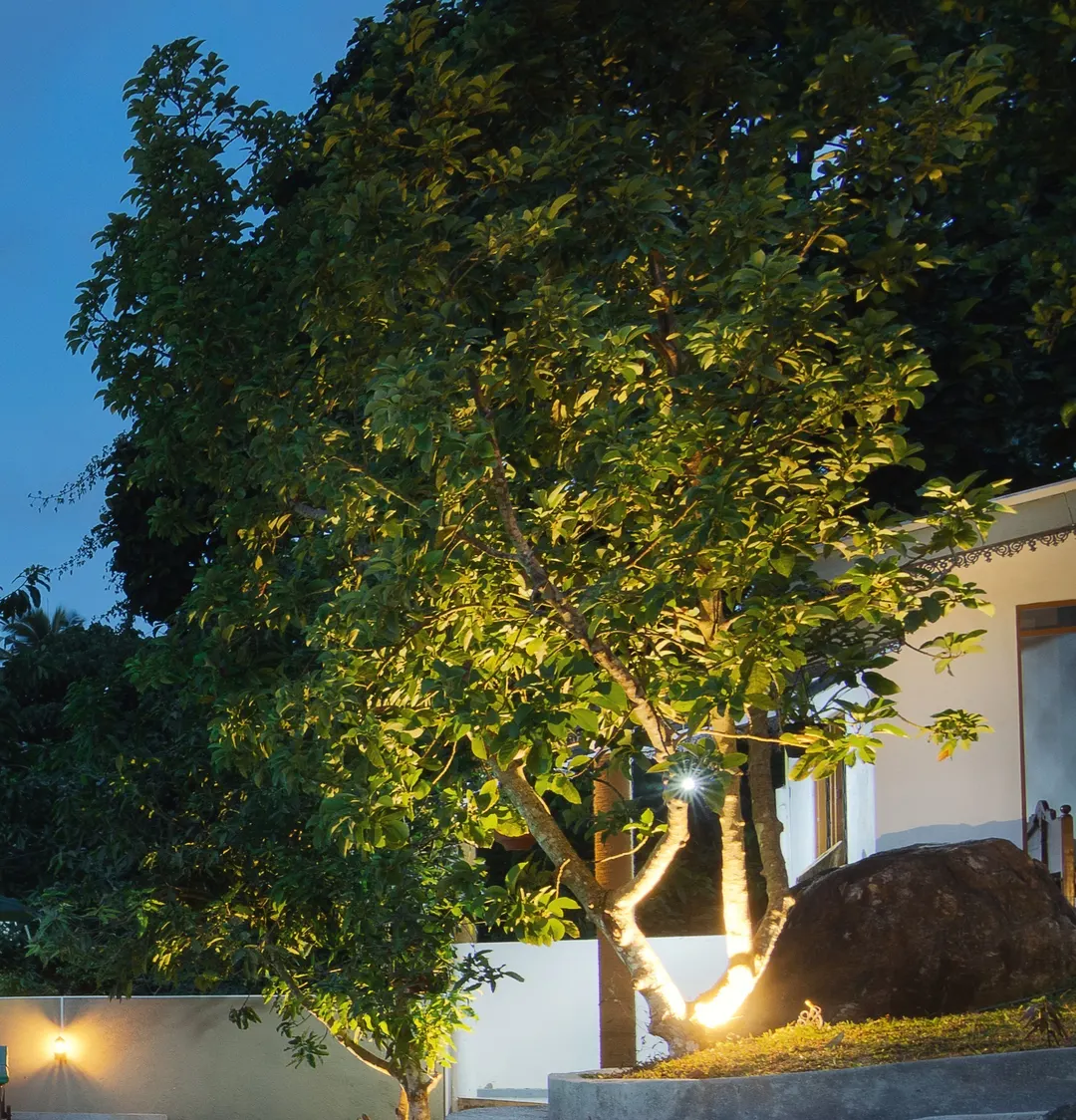 A tree lit from below beside the pool