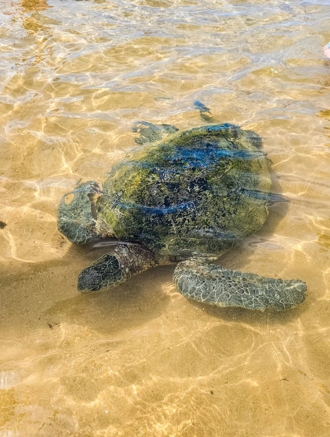 A sea turtle in clear, shallow water at Hikkaduwa