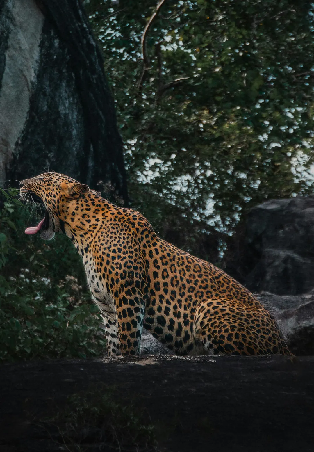 A leopard yawning on a rock in Yala National Park